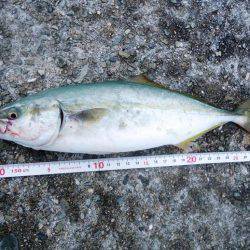 貝塚人工島ショアジギング