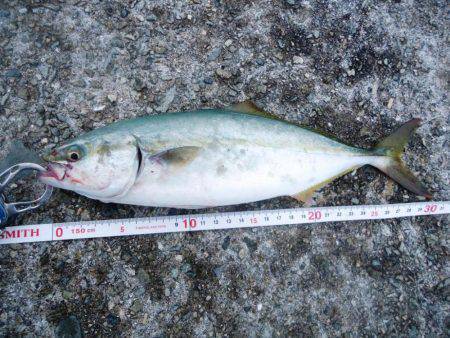 貝塚人工島ショアジギング