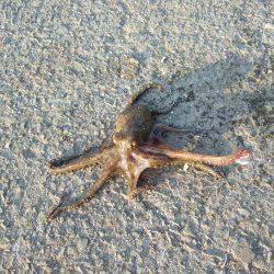 アジングタックルでタコ！？