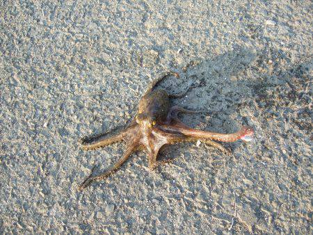 アジングタックルでタコ！？