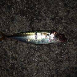 ワインドで小サバ