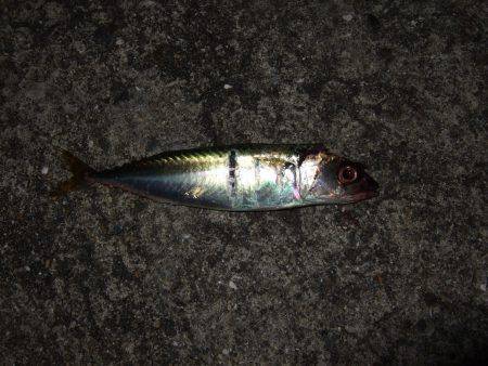 ワインドで小サバ