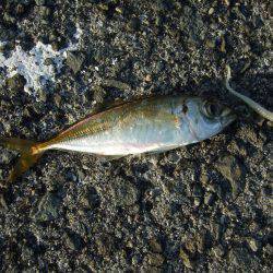 豆アジ成長してます