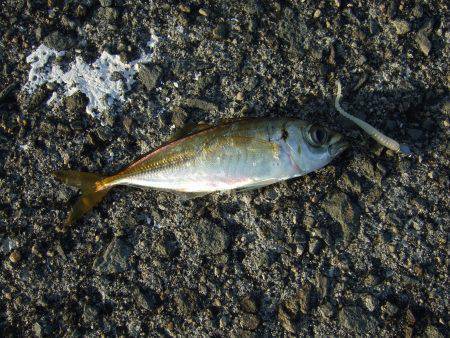 豆アジ成長してます