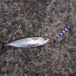 タチウオ不発でも