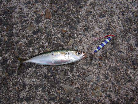 タチウオ不発でも