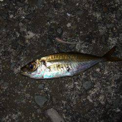 今日は渋かった