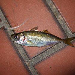 満月のアジはやっぱり釣り難かった