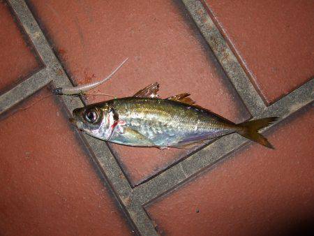 満月のアジはやっぱり釣り難かった