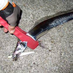 今年初タチウオ＼(^o^)／