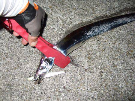 今年初タチウオ＼(^o^)／