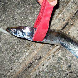 やっとタチウオがやってきた！