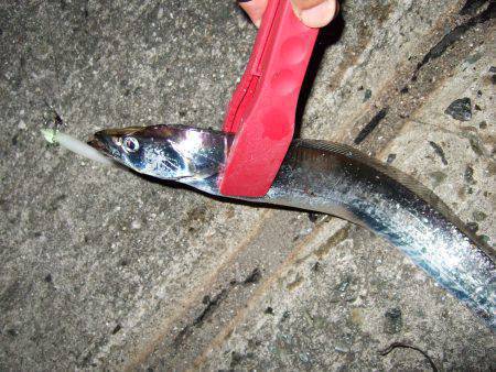 やっとタチウオがやってきた！