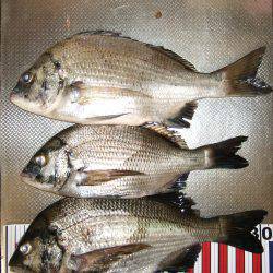 夜釣りでちぬ。