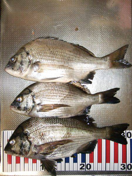 夜釣りでちぬ。