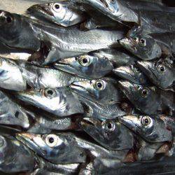 タチウオ釣り。