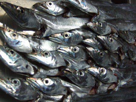 タチウオ釣り。