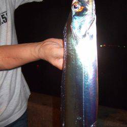 タチウオ、サイズ良くなってきてる気がします!