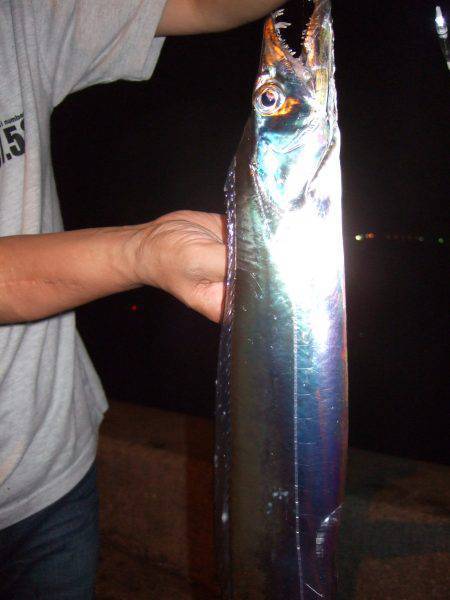 タチウオ、サイズ良くなってきてる気がします!