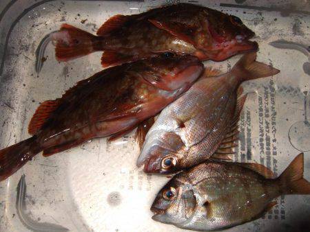 チヌ狙うが...。