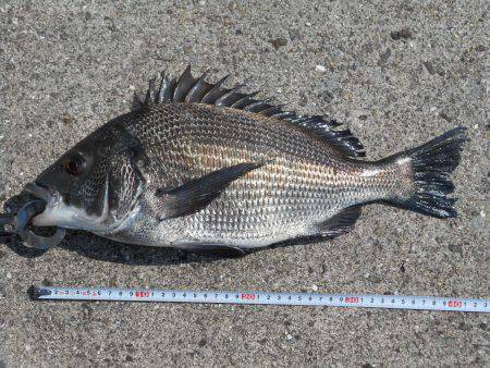 落とし込みで真チヌＧＥＴ