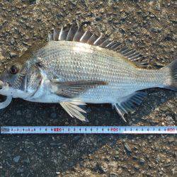 落とし込みで真チヌ３５ｃｍ他計４枚、キビレ４１ｃｍ１枚