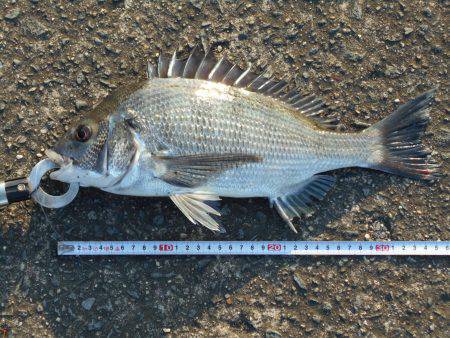 落とし込みで真チヌ３５ｃｍ他計４枚、キビレ…