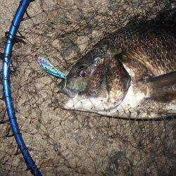 テクトロで良型チヌ♪