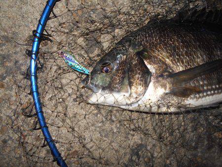 テクトロで良型チヌ♪