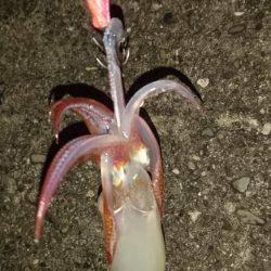 ライトエギング&アジング