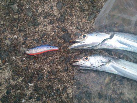 タチウオ調査初タッチー