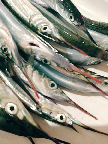 サヨリちゃんはまだエンピツサイズ～～