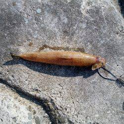 ショアジギングでエソ&サビキで豆アジ