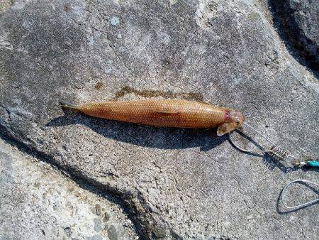 ショアジギングでエソ&サビキで豆ア…