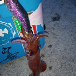 夕まづめから1時間ケンサキ乱舞!