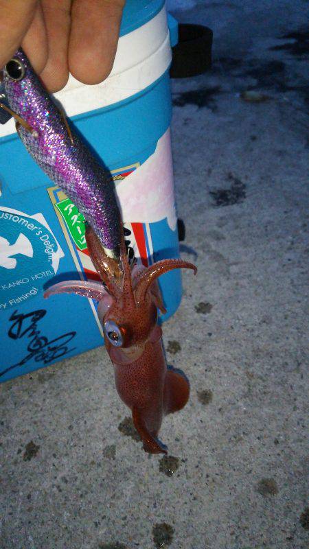 夕まづめから1時間ケンサキ乱舞!