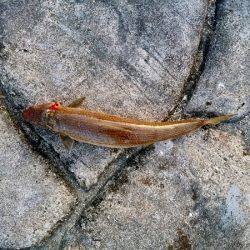 沼島赤灯台でショアジギング&サビキ釣行