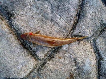 沼島赤灯台でショアジギング&サビキ釣行