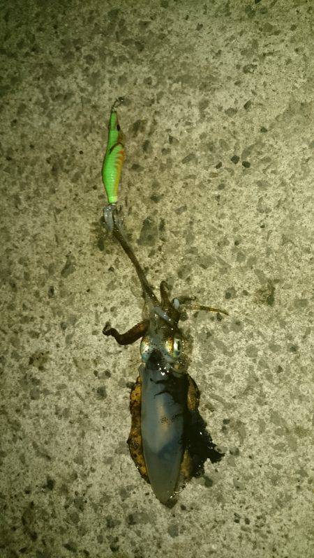 アオリイカ調査