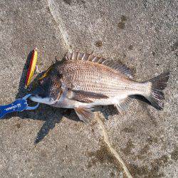 アオリイカの新子調査!