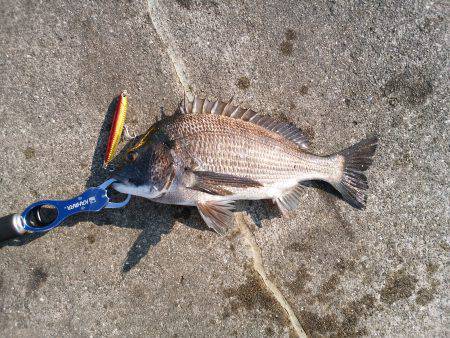 大蔵海岸のトップゲームでチヌ