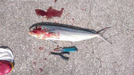 バラシまくりでも初ものづくし