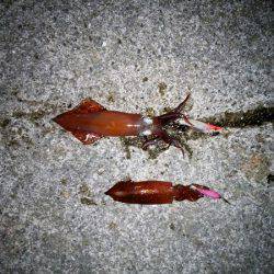 ライトエギングでケンサキイカ