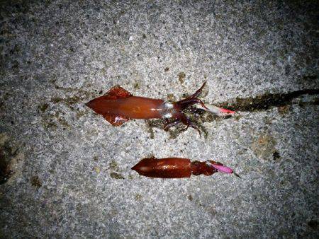 ライトエギングでケンサキイカ