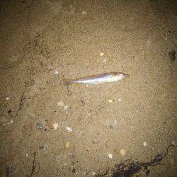 明石川河口サーフでチョイ投げのキス