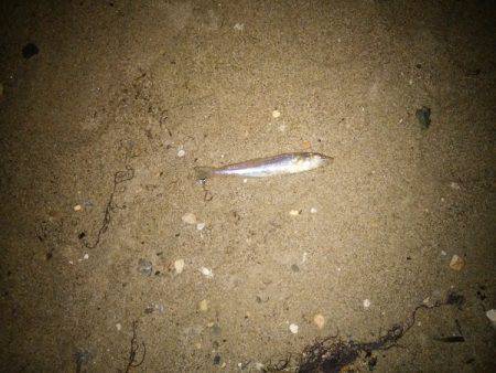 明石川河口サーフでチョイ投げのキス