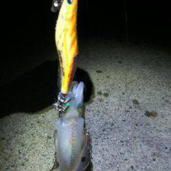 前回の釣行のリベンジ