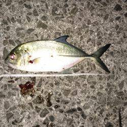 鹿児島釣行 3日目！初ネリゴ