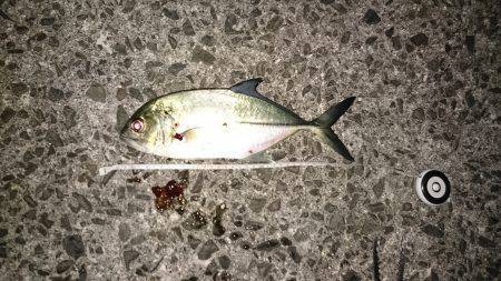 鹿児島釣行 3日目！初ネリゴ