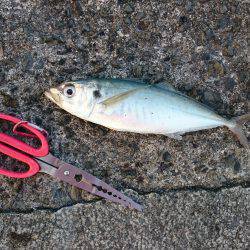 鹿児島釣行 4日目！Wヒット